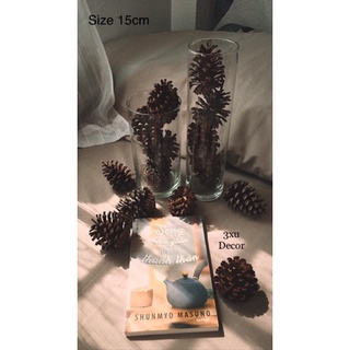 Quả thông ( size 12cm) Hàng tuyển chọn cam kết to đẹp bền không vỡ