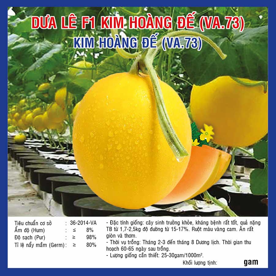 Hạt giống Dưa lê F1 Kim Hoàng Đế (Va.73) 10 hạt