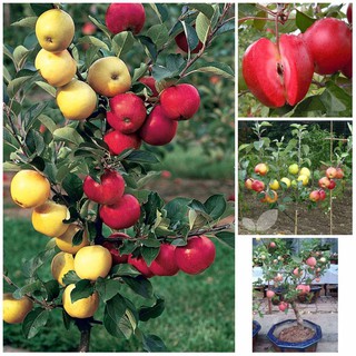5 Hạt Giống Cây Táo Lùn Đỏ sai quả