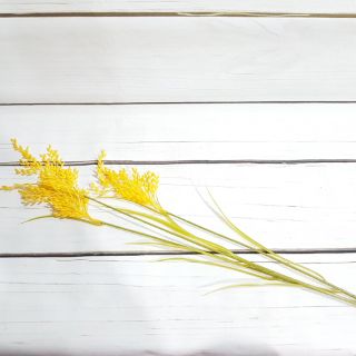 Cành lúa giả Đài Loan