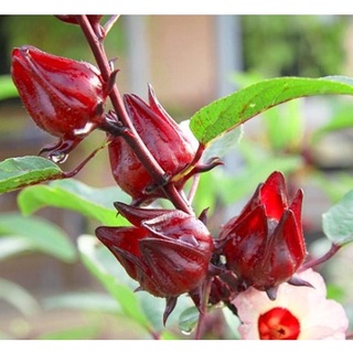 Hạt giống Atiso đỏ 10 Hạt ( tặng kèm thuốc kích mầm ra rễ)