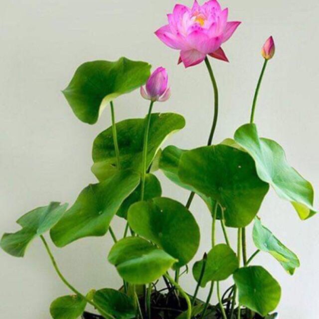 Hạt giống sen mini nhật