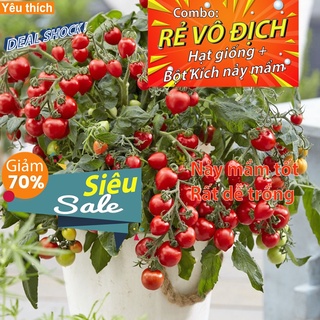 [Combo rẻ vô địch HẠT GIỐNG + GÓI  KÍCH NẢY MẦM] - 10 Hạt Giống Cà Chua Cherry Đỏ