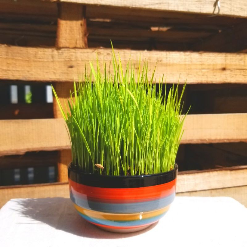 Cây lúa non tặng kèm chậu sứ kiểu cao cấp size 12x6