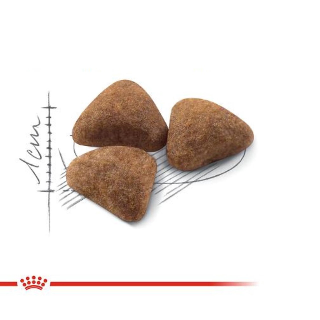 10kg - Indoor 27 Royal Canin dành cho mèo trưởng thành trên 12 tháng tuổi hàng chính hãng công ty- Thaivucattery