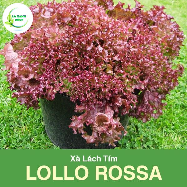Hạt giống Xà Lách Tím Lollo Rossa Cao Sản Trồng Quanh Năm (gói 2 gram) - Hạt giống Rạng Đông