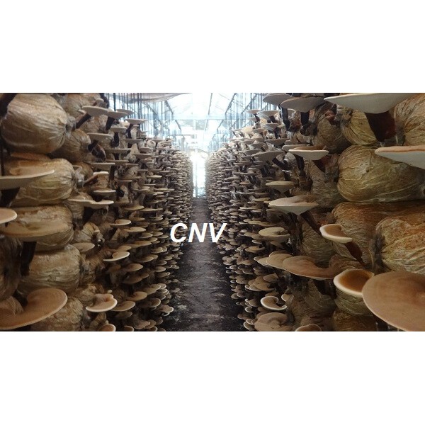 Nấm linh chi đỏ thái lát CNV 500g (Xích chi Việt Nam) | BigBuy360 - bigbuy360.vn