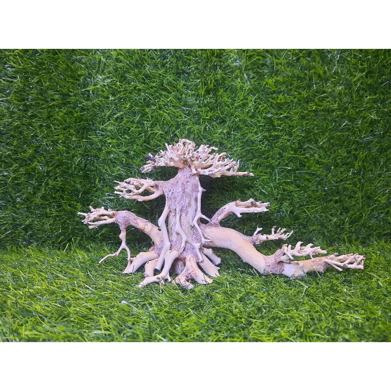 Lũa bonsai cấy rêu 2 thân