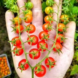 Hạt giống cà chua bi 30 hạt