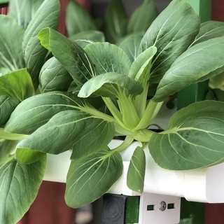 Cải thìa 77 (20g)
