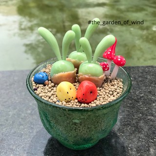 Sen đá tai thỏ / Monilaria moniliforme / Sen đá đất sét