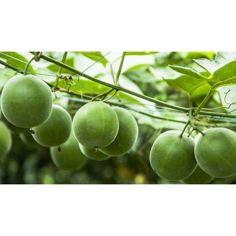 La Hán Quả Hòa Tan Hán Linh Loại Ngon 170g