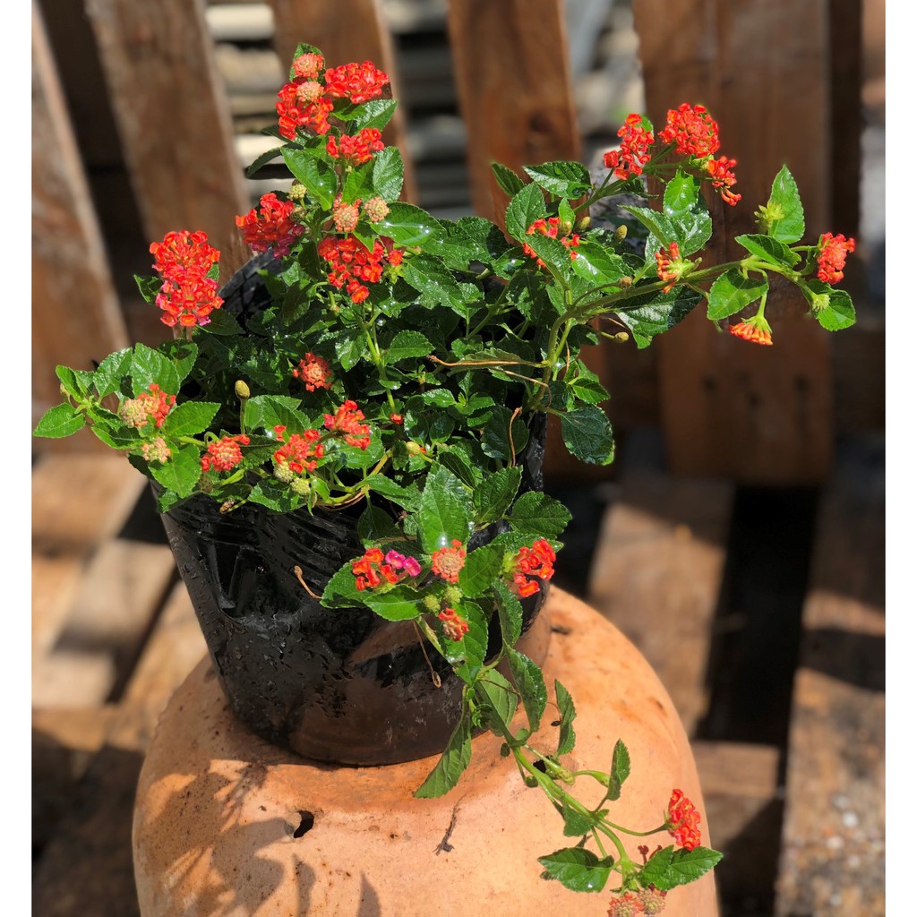 Chậu ngũ sắc hoa màu đỏ cờ