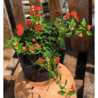 Chậu ngũ sắc hoa màu đỏ cờ