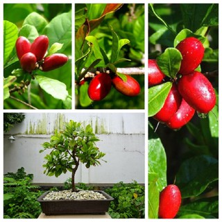 CÂY THẦN KỲ - loại cây được săn lùng nhiều nhất