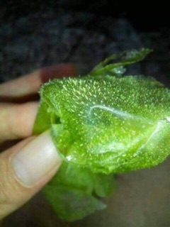 Lột Mụn Matcha