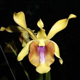 Hoa lan Denro nắng bò vàng