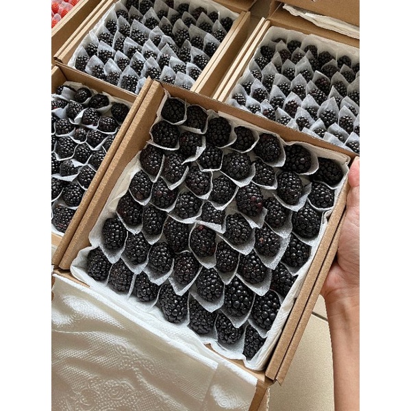 Mâm xôi đen, Phúc Bồn Tử nhà trồng 500g