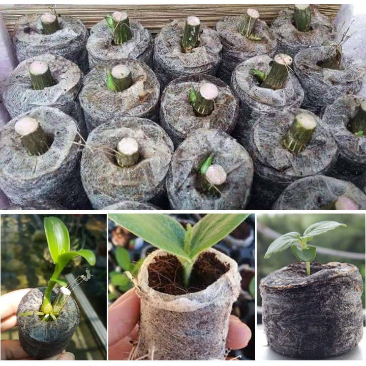100 VIÊN NÉN XƠ DỪA Ươm Hạt Và Cây Giống Tiện Lợi