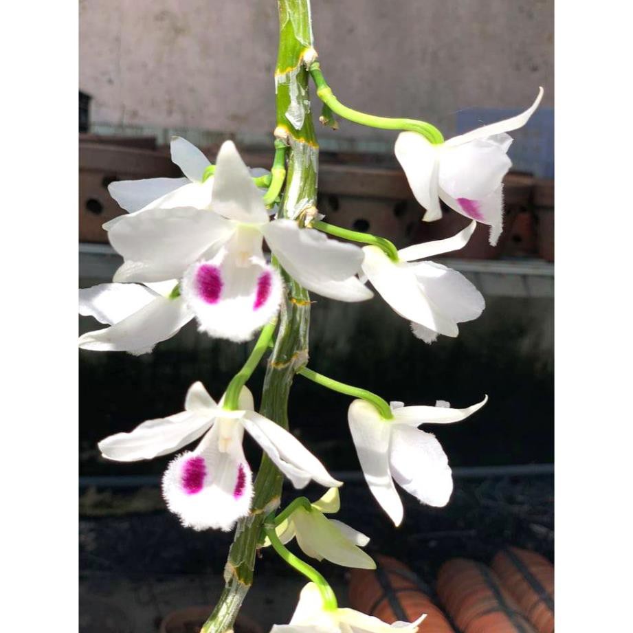 Cốc phi điệp 5 cánh trắng NGƯỜI ĐẸP BÌNH DƯƠNG (5ct)- hàng gieo hạt - hoa xổ số - hoa siêu đẹp