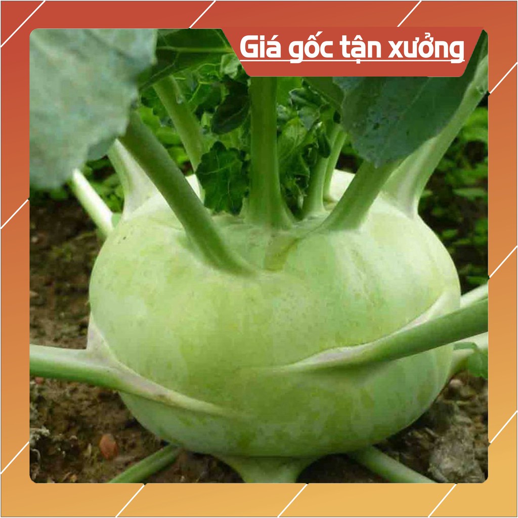Hạt Giống Su Hào Xanh 0.5gr (khoảng 100 hạt) (Hàng Loại 1)