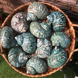 Vỏ ốc khảm xà cừ xanh, quà lưu niệm vỏ ốc, vỏ ốc đẹp
