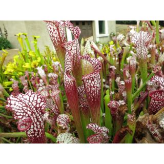 Hạt giống cây hố bẫy