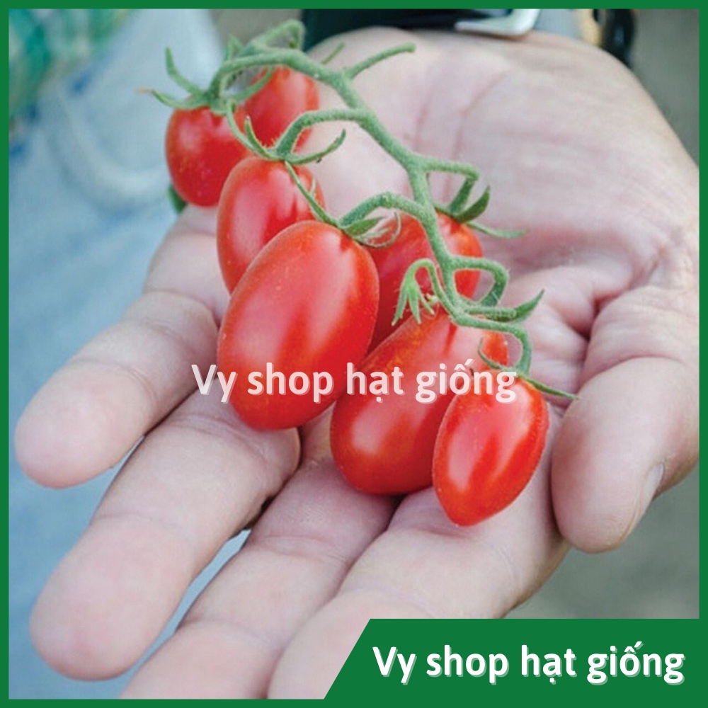 Hạt giống cà chua trái cây đỏ Sweet girl Thái Lan gói 50 hạt