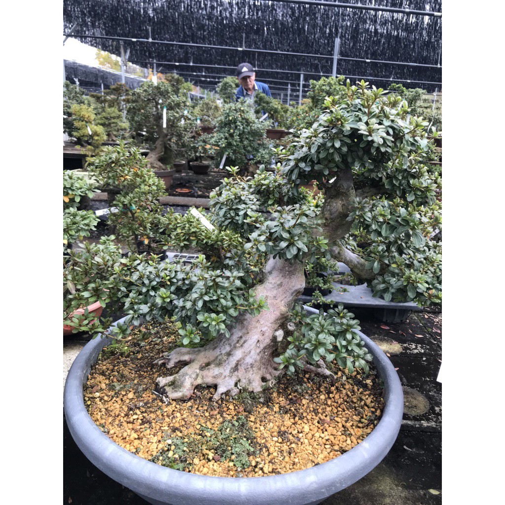 1kg đất nền akadama size M , đất nền bonsai