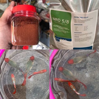 Cám cá guppy will koi