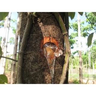200gram mủ trôm thanh dài