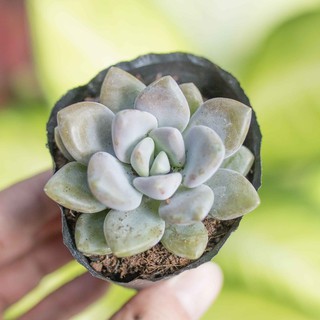 Sen đá đá xanh 5-7cm - Vườn sen đá