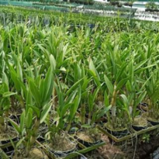 Hoa lan dendro nắng lá trúc đang nụ