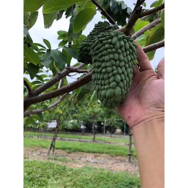 Na Sầu Riêng Khổng Lồ Ra Trái Sau 1 Năm Trồng