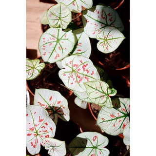 Môn kem dâu tây (Caladium Strawberry Star)