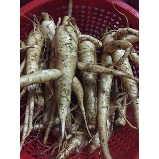 hạt giống Sâm Bố Chính