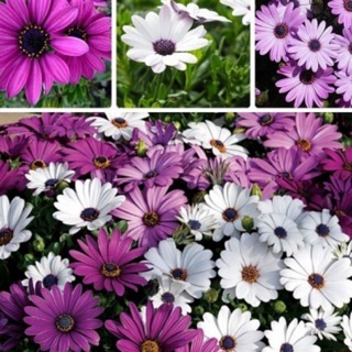 Hạt giống hoa cúc Châu Phi gói hơn 400 hạt