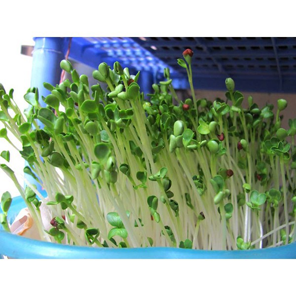 Hạt Giống Cải Mầm  Phú Nông - Gói 50g-100g
