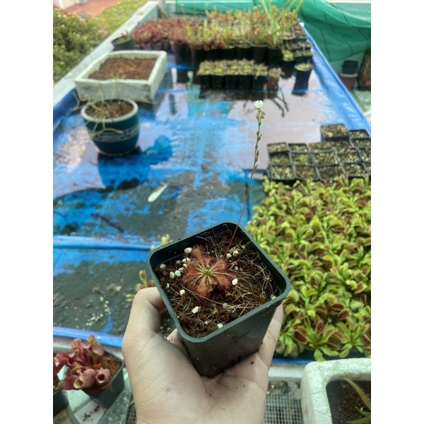 gọng vó spathu