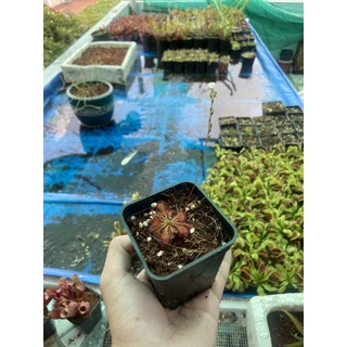 gọng vó spathu