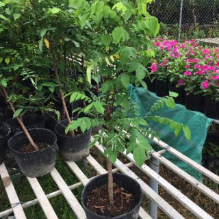 Cây 🌲 khế Thái.... đang trái
