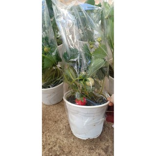 Chậu cây dâu tây giống New Zealand chịu nhiệt tốt - cây to đang cho hoa và trái