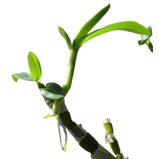 Hoa lan phi điệp, giả hạc