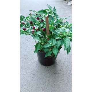 Ớt Tím Hàng Đẹp