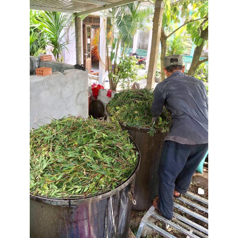 Tinh dầu tràm Huế 1 chai 100ml