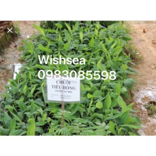 cây chuối tiêu hồng nuôi cấy mô (combo 2 cây)