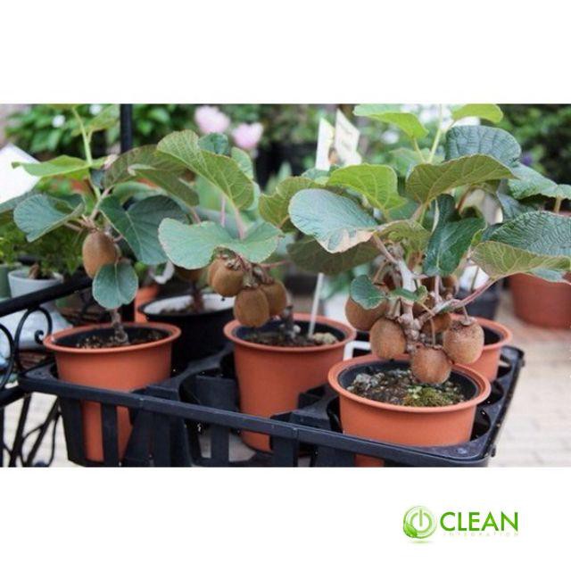 Hạt Giống Kiwi - 30 Hạt