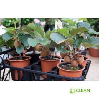 Hạt Giống Kiwi - 30 Hạt