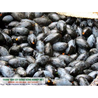 Cây Giống Trám Đen