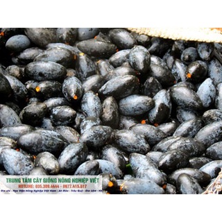 Cây Giống Trám Đen